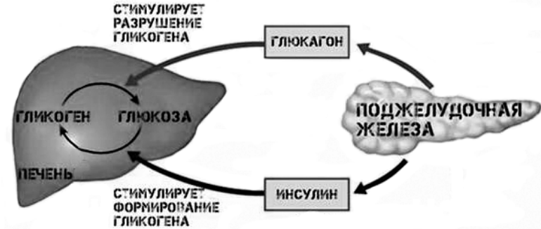 1 вариант биология 9 класс статград 10 ноября 2025
